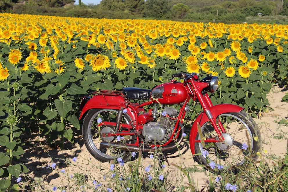 Tournesols Eguilles